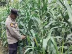Dukung Ketahanan Pangan, Bhabinkamtibmas Pantau Pertanian Jagung