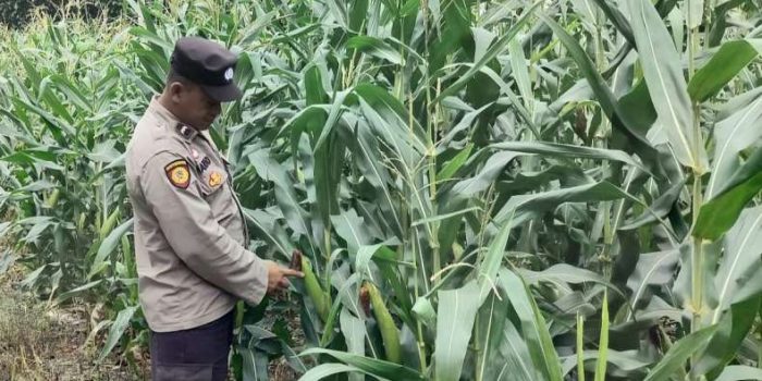Dukung Ketahanan Pangan, Bhabinkamtibmas Pantau Pertanian Jagung