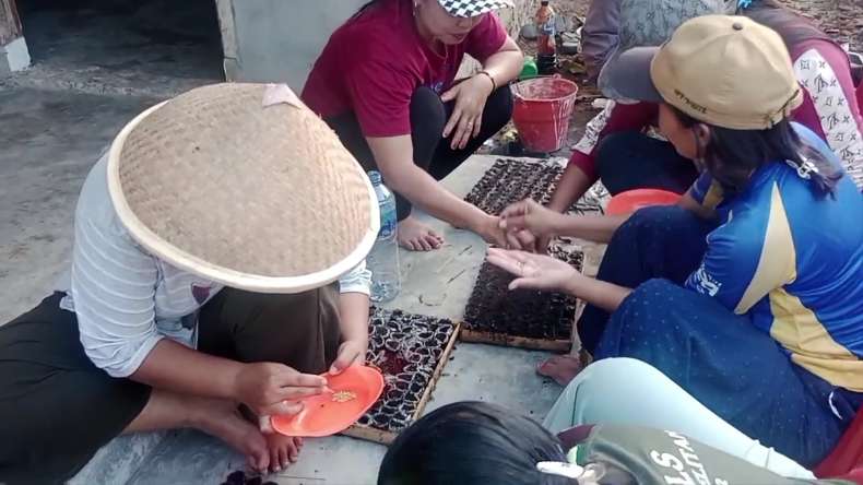 Sukses Kelola Pembibitan Cabai, KWT Mekar Arum Untung Jutaan