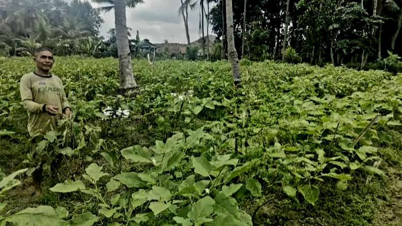 Manfaatkan Pekarangan untuk Ketahanan Pangan