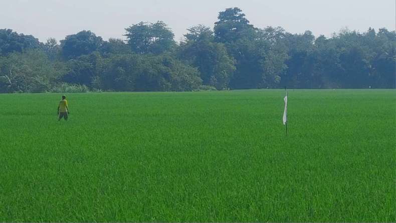 Petani Bahagia, Distribusi Pupuk Subsidi di OKU Timur Lancar