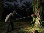Kepergok Curi Buah Sawit, Tiga Pemuda Tertangkap Warga