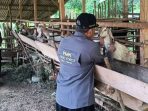 IMG-20251104-WA0012 Diskanak OKU Timur Perkuat Ketahanan Hewan Ternak Lewat Pemberian Vitamin