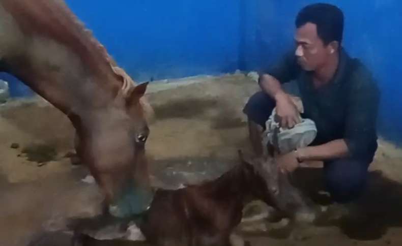 Satwa Taman Edukasi Makin Lengkap, Rusa Tutul dan Kuda Sumba Kembali Beranak