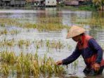 Banjir Rendam 8000 Hektare Sawah di OKU Timur dan OKI