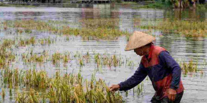 Banjir Rendam 8000 Hektare Sawah di OKU Timur dan OKI