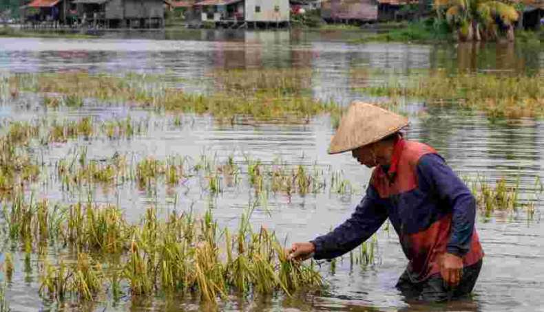 Banjir Rendam 8000 Hektare Sawah di OKU Timur dan OKI