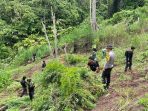 Polda Sumsel Gerebek Ladang Ganja 20 Hektar di Empat Lawang, Sita 220 Kg Ganja Siap Edar