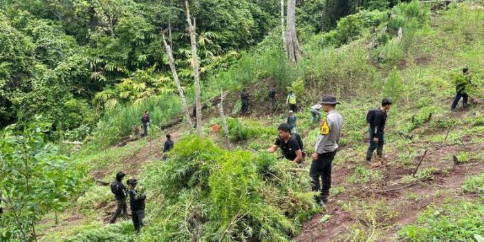 Polda Sumsel Gerebek Ladang Ganja 20 Hektar di Empat Lawang, Sita 220 Kg Ganja Siap Edar