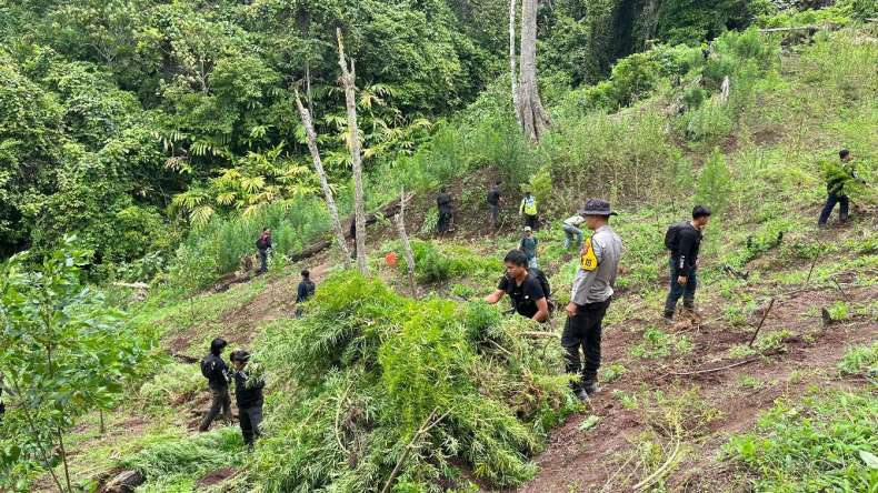 Polda Sumsel Gerebek Ladang Ganja 20 Hektar di Empat Lawang, Sita 220 Kg Ganja Siap Edar