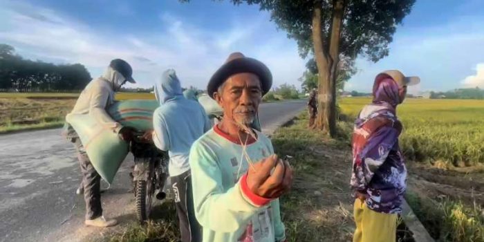 Panen Padi Petani di OKU Timur Anjlok 80 Persen, Ini Penyebabnya