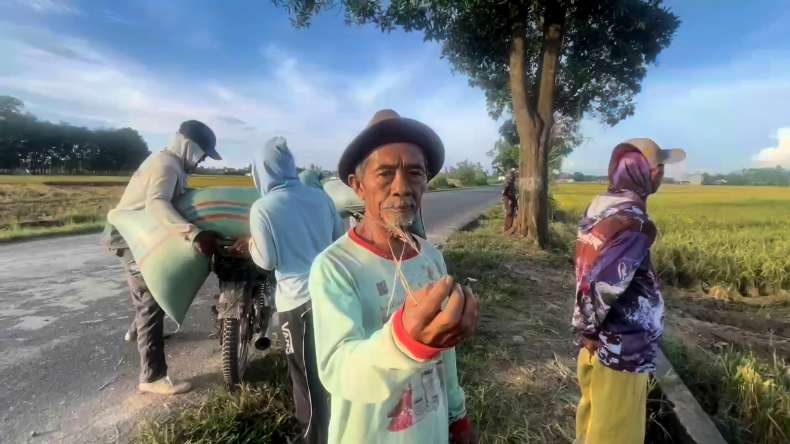 Panen Padi Petani di OKU Timur Anjlok 80 Persen, Ini Penyebabnya