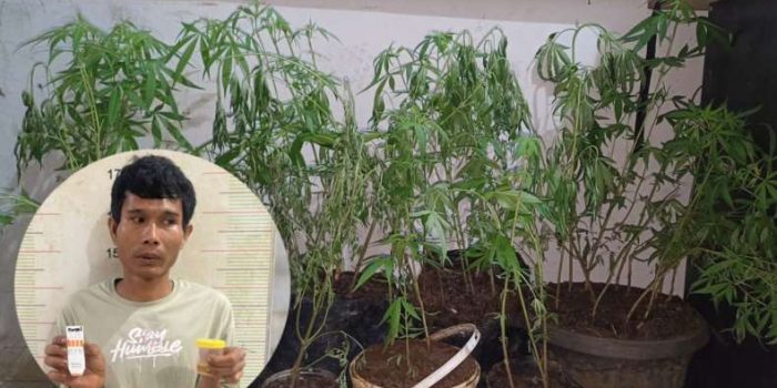 Petani Asal Empat Lawang Dibekuk, Edarkan Sabu dan Tanam Ganja Dalam Rumah