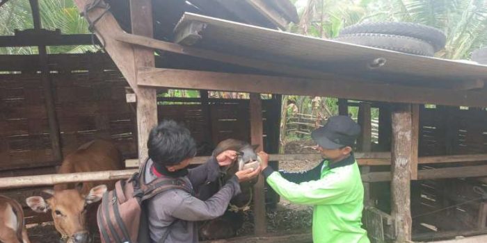 Stok Hewan Kurban di OKU Timur 2026 Surplus, Capai 27 Ribu Ekor Lebih