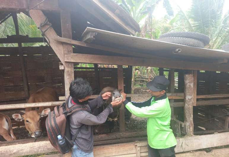 Stok Hewan Kurban di OKU Timur 2026 Surplus, Capai 27 Ribu Ekor Lebih