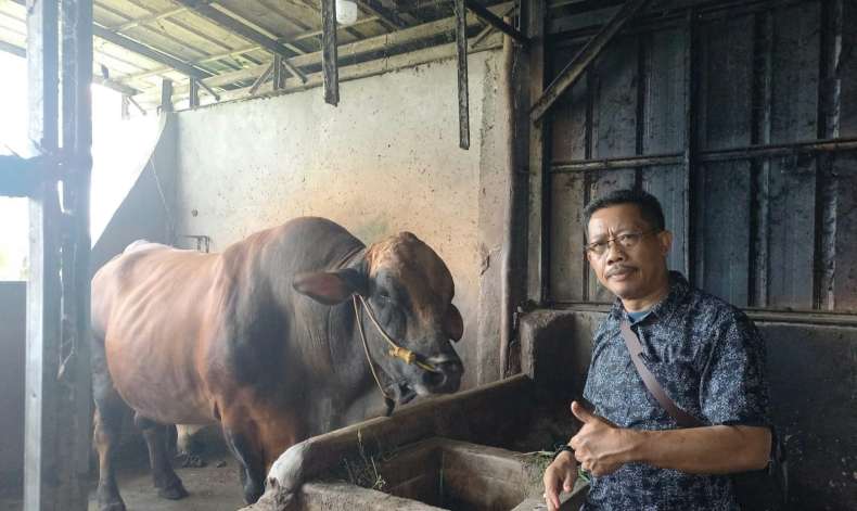 Presiden Prabowo Salurkan Sapi Kurban 930 Kg untuk Warga OKU Timur, Dipotong di Masjid Al Azhar Martapura